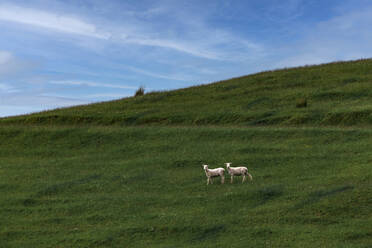 Zwei Schafe grasen auf einem grünen grasbewachsenen Hügel - WVF01953
