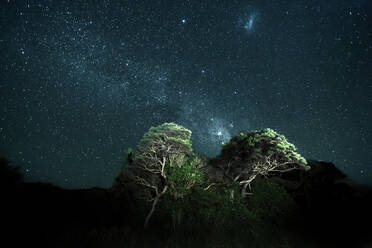 Sternenhimmel über beleuchteten Bäumen bei Nacht, Bay of Plenty, Neuseeland - WVF01964