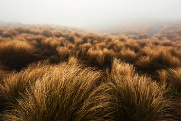 New Zealand, Ruapehu District, Brown bushes growing in Tongariro National Park during foggy weather - WVF01981