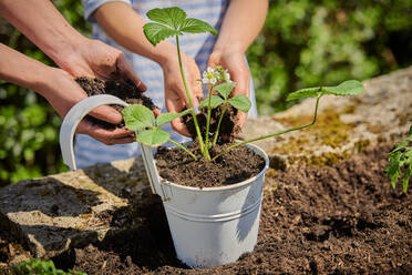 Mutter mit Tochter, die Erde in einen Topf geben, während sie eine Erdbeerpflanze im Garten pflanzen - DIKF00584