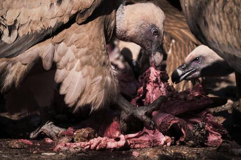 Paar starker Gänsegeier Aasfresser, die das Fleisch eines toten Tieres in freier Natur fressen - ADSF24297