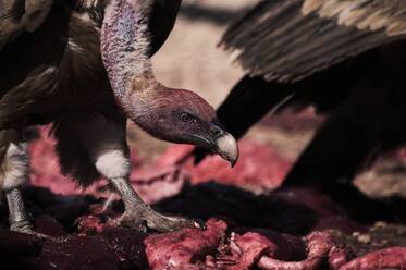 Paar starker Gänsegeier Aasfresser, die das Fleisch eines toten Tieres in freier Natur fressen - ADSF24298