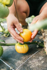 Anonyme Erntehelferin sammelt frische Tomaten von der Pflanze in der Nähe eines Strohkorbs auf dem Lande - ADSF24324
