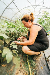Seitenansicht einer molligen Gärtnerin, die auf einem Tablet blättert, hockend vor einer Bepflanzung mit üppigen Blättern im Gewächshaus - ADSF24327