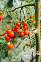 Bundles of bright cherry tomatoes on thin stems growing on farmland plantation in summer - ADSF24328