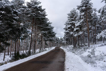Straße in einem schneebedeckten Kiefernwald in Candelario, Salamanca, Castilla y Leon, Spanien. - ADSF24340