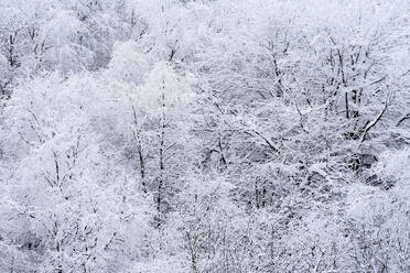 Schnee im Winter Landschaft einer Gruppe von Bäumen in einem nebligen Tag - ADSF24342