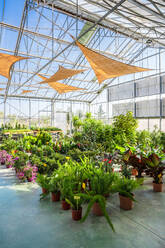 Geräumige Anlage eines Gartencenters mit verschiedenen Topfpflanzen und blühenden Blumen, die vom Sonnenlicht beleuchtet werden - ADSF24437