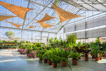 Spacious facility of garden center with assorted potted plants and blooming flowers lit by sunlight - ADSF24438