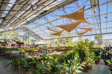 Geräumige Anlage eines Gartencenters mit verschiedenen Topfpflanzen und blühenden Blumen, die vom Sonnenlicht beleuchtet werden - ADSF24440