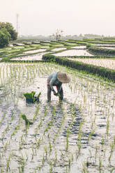 Ein Arbeiter arbeitet in einem Reisfeld - ADSF24463