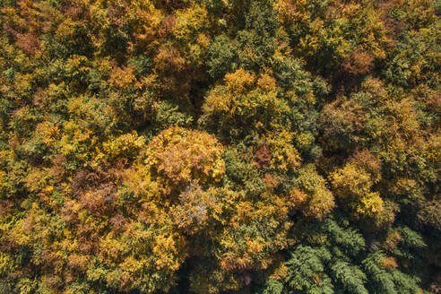 Drohnenansicht eines Herbstwaldes auf der Schwäbischen Alb - RUEF03296