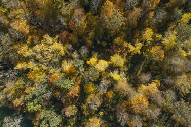 Drohnenansicht eines Herbstwaldes auf der Schwäbischen Alb - RUEF03297