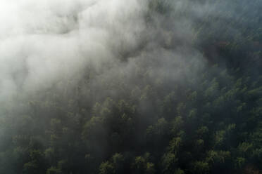 Drone view of Black Forest shrouded by thick fog - RUEF03299