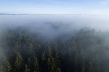 Drone view of Black Forest shrouded by thick fog - RUEF03300