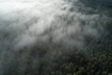 Drone view of Black Forest shrouded by thick fog - RUEF03301