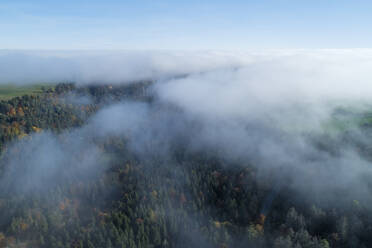 Drohnenansicht des Schwarzwalds im dichten Nebel - RUEF03302