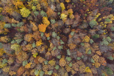 Drohnenansicht des Steigerwaldes im Herbst - RUEF03308