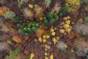 Drohnenansicht des Steigerwaldes im Herbst - RUEF03309