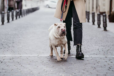 Hund mit Haustierleine, der von einer Frau auf einem betonierten Fußweg geführt wird - EBBF03517