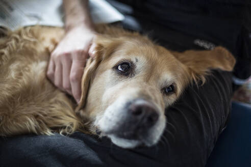 Junger Mann streichelt müden Golden Retriever, während er sich zu Hause auf dem Schoß entspannt - MAMF01808