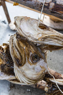 Trockenfisch zum Verkauf in Henningsvaer, Lofoten, Norwegen - RUNF04416