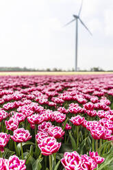 Field of pink blooming tulips with wind turbine in background - CHPF00762