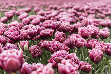 Blumenbeet mit rosa blühenden Tulpen - CHPF00764