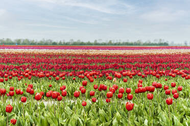 Blumenbeet mit rot blühenden Tulpen - CHPF00766
