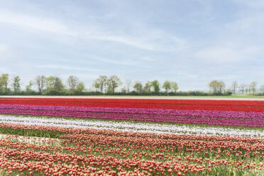 Feld mit rot, rosa, weiß und orange blühenden Tulpen - CHPF00767