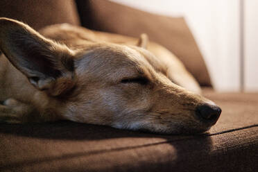 Müder Hund schläft auf dem Sofa zu Hause - ASGF00284