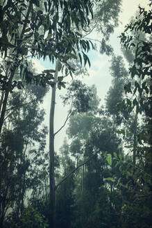 Hohe Eukalyptusbäume in einem Wald in Funchal, Madeira, Portugal - DWIF01179
