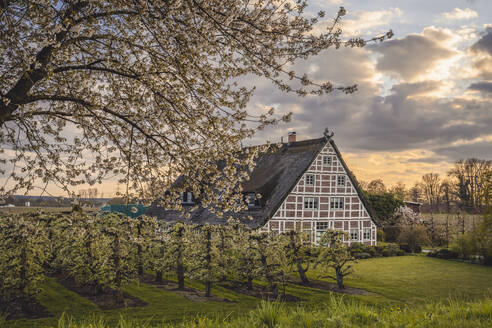 Deutschland, Altes Land, Idyllische ländliche Szene mit Bauernhaus im Frühling bei Sonnenuntergang - KEBF01929