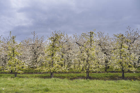 Deutschland, Altes Land, Blühende Obstbäume im Obstgarten im Frühling - KEBF01953