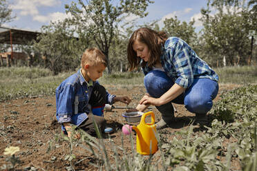Mutter pflanzt Tomatensetzlinge mit ihrem Sohn im Hinterhof - ZEDF04226