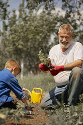 Grandfather planting tomato seedlings with grandson in back yard - ZEDF04228