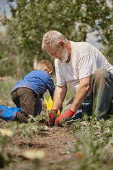 Grandfather and grandson planting tomato seedlings in back yard - ZEDF04229