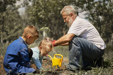 Grandfather planting tomato seedlings with grandchildren in back yard - ZEDF04230