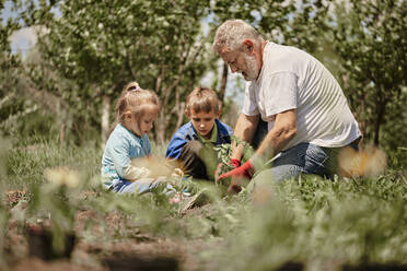 Enkelkinder lernen mit dem Großvater im Hinterhof Gartenarbeit - ZEDF04231