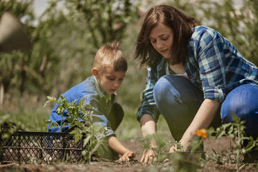 Mother planting seedlings with son - ZEDF04233