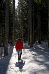 Mid adult man walking through tree area surrounded on snow - MAUF03748