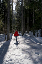 Mid adult man hiking in tree area on snow - MAUF03749