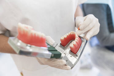 Female dentist holding teeth model at medical clinic - WPEF04476