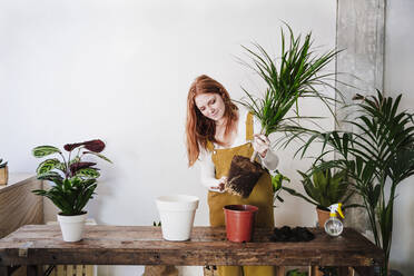 Redhead woman planting on table at home - EBBF03573