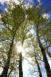 Birch trees during sunny day - JTF01862