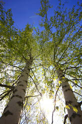 Directly below shot of birch trees by sky - JTF01863