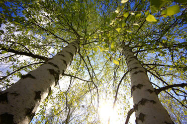 Tall birch trees by sky during sunny day - JTF01864