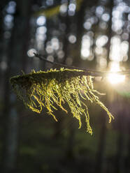Tree branch covered with moss in forest - HUSF00226