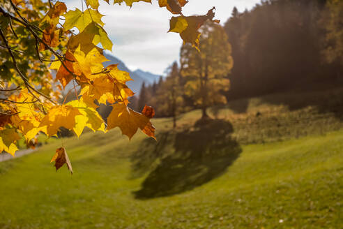Baumzweige im Herbst - DLF00061
