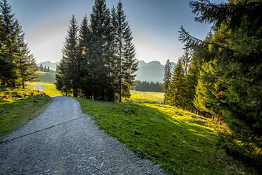 Ländlicher Feldweg in den Allgäuer Alpen in der Abenddämmerung - DLF00066